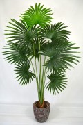 Waszyngtonia 160cm.JPG
