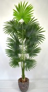 Waszyngtonia 180cm.JPG