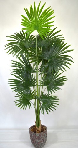 Waszyngtonia 180cm.JPG