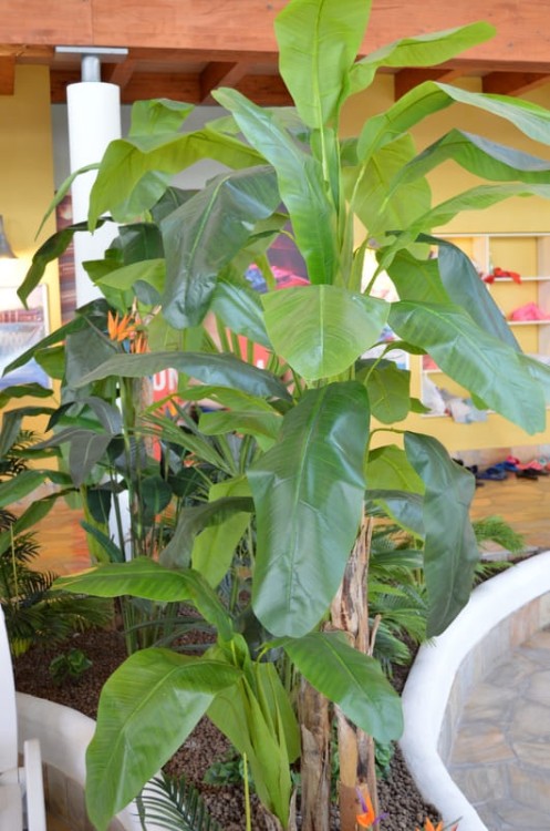 liscie bananowca.JPG
