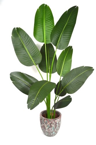 Ravenala 140cm.JPG
