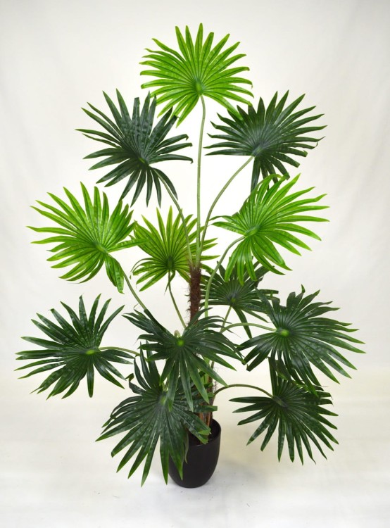 Fan palm mała.JPG