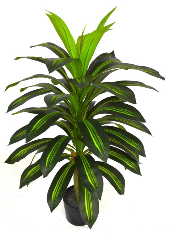 Dracena 100cm.JPG
