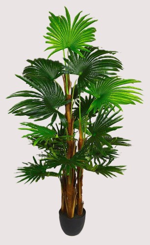 Palma waszyngtonia 1.6m.JPG