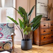 Alocasia 140cm.jpg