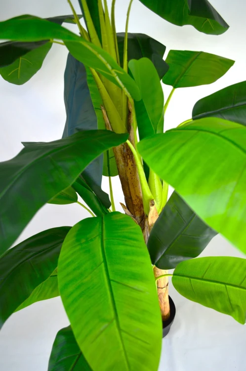 detal drzewko bananowe.jpg