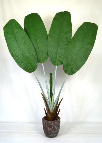 Bananowiec 160cm.JPG