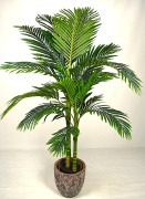 Golden150cm.JPG