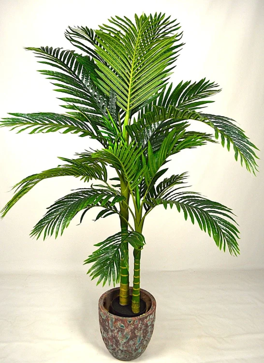 Golden150cm.JPG