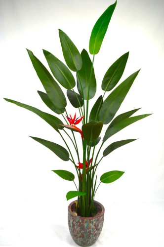 Strelizia ciemna.JPG