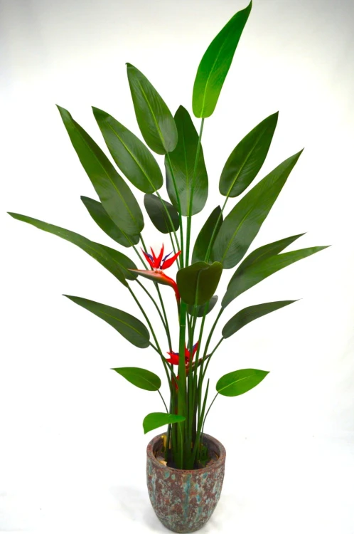 Strelizia ciemna.JPG