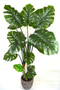 Monstera 160cm.JPG