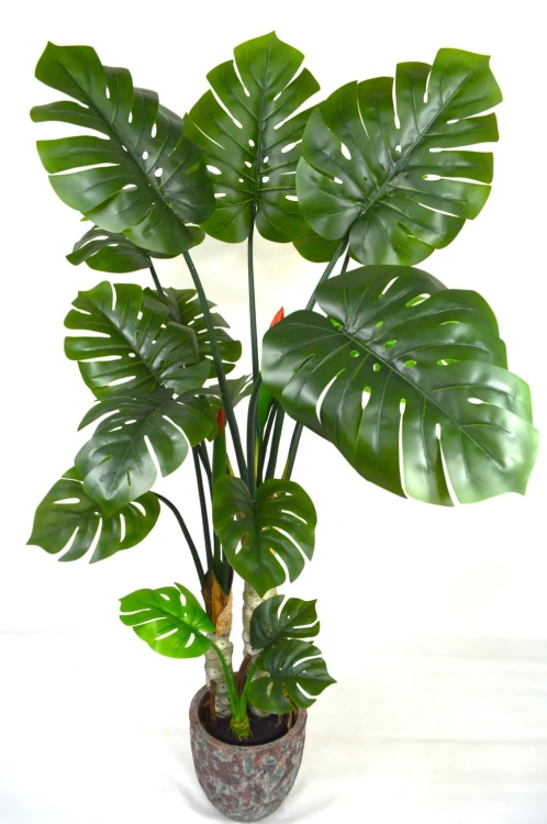 Monstera 160cm.JPG