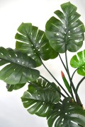 liście monstera.JPG