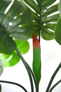 monstera detal.JPG