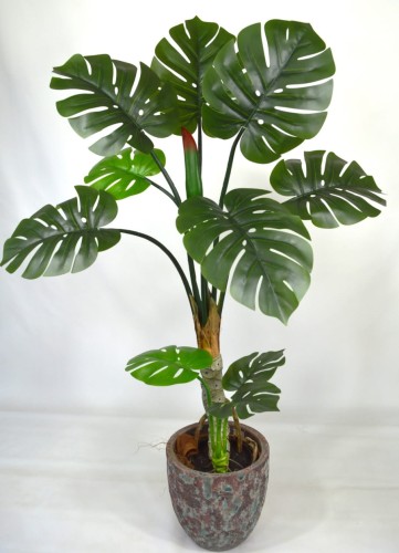 Monstera 120cm.JPG