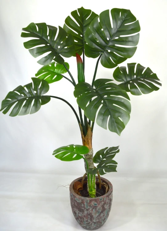 Monstera 120cm.JPG