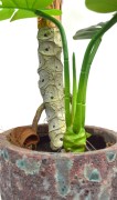 monstera.JPG
