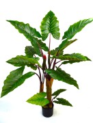 Taro 1.6m.jpg
