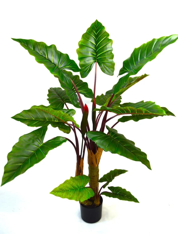 Taro 1.6m.jpg