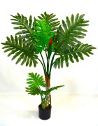 Philodendron 1.2.jpg