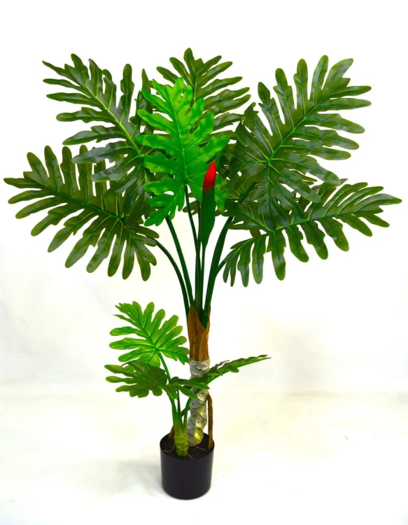 Philodendron 1.2.jpg