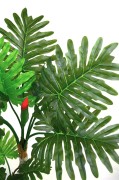 Pjhilodendron 1,2 liscie detal.jpg