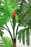 Kwiat philodendron 1.2.jpg