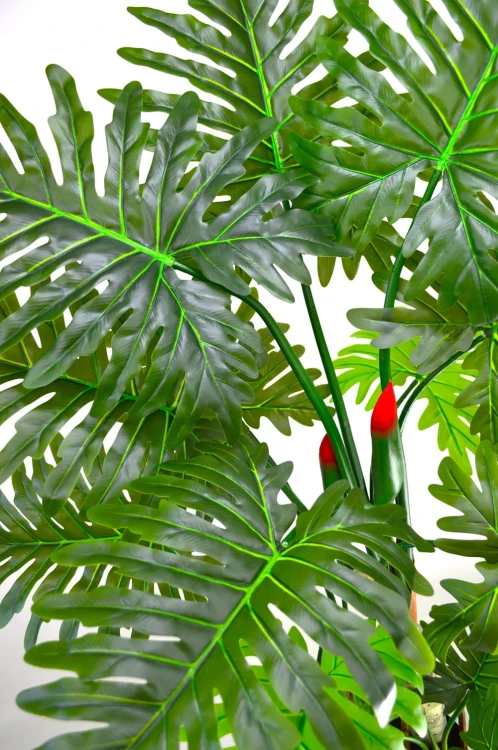 Liście filodendron 1.6 detal.jpg