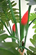 Philodendron 1.6 detal.jpg