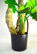 Donica Philodendron 1.6.jpg