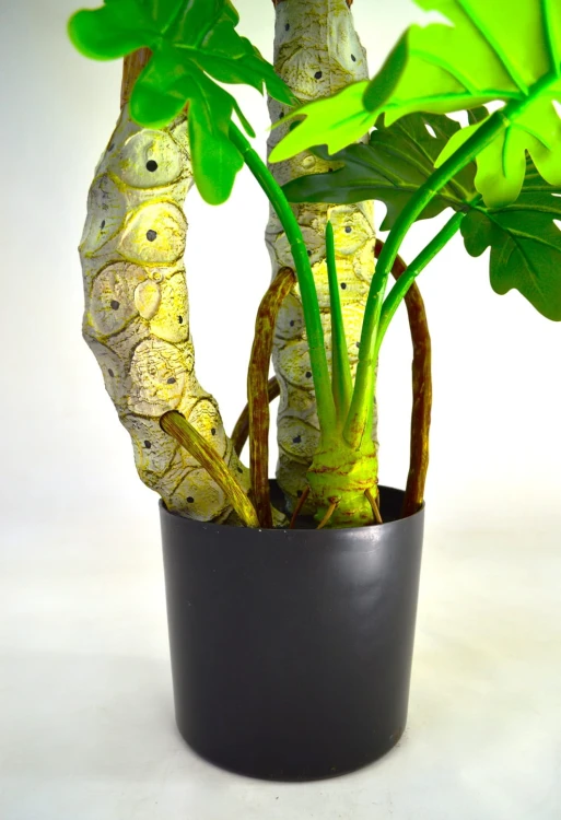 Donica Philodendron 1.6.jpg