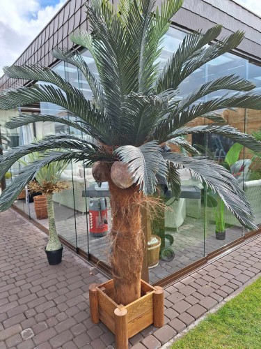 Cycas 2.3m wide leaf.jpg
