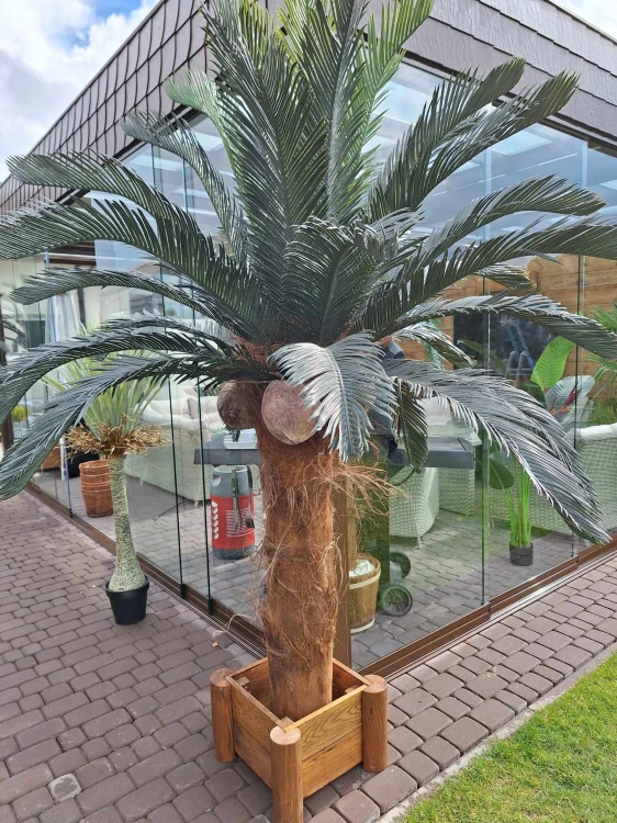 Cycas 2.3m wide leaf.jpg